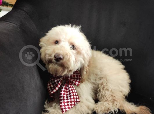 A Scr 6 Aylik Toy Poodle Yavrularimiz görsel