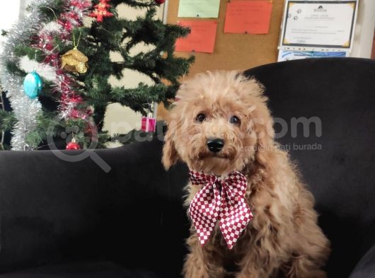 A Scr 6 Aylik Toy Poodle Yavrularimiz görsel