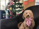 A Scr 6 Aylik Toy Poodle Yavrularimiz