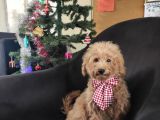 A SCR 6 AYLIK TOY POODLE YAVRULARIMIZ