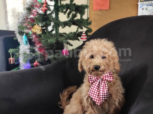 A Scr 6 Aylik Toy Poodle Yavrularimiz