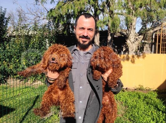 A Scr 6 Aylik Toy Poodle Yavrularimiz görsel