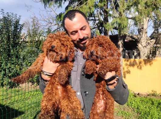 A Scr 6 Aylik Toy Poodle Yavrularimiz görsel