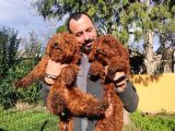 A Scr 6 Aylik Toy Poodle Yavrularimiz