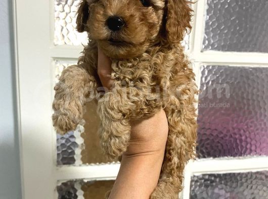 Kıvırcık Kıvırcık Poodle Bebeklerim Tüy Dökmüyor