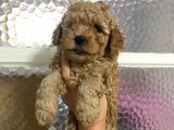 Kıvırcık Kıvırcık Poodle Bebeklerim Tüy Dökmüyor