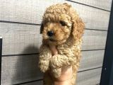 Poodle Bebeklerim Aşılı ve Pet Eğitimli
