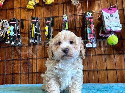 Tüy Dökmeyen Tatli Malti̇poo Yavrularimiz