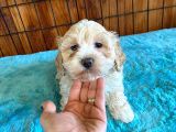 Tüy Dökmeyen Tatli Malti̇poo Yavrularimiz