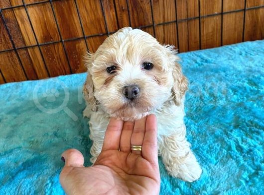 Tüy Dökmeyen Tatli Malti̇poo Yavrularimiz görsel