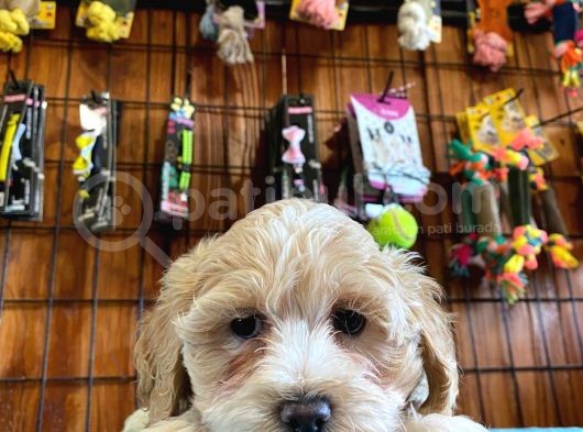 Tüy Dökmeyen Tatli Malti̇poo Yavrularimiz görsel