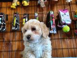 Tüy Dökmeyen Tatli Malti̇poo Yavrularimiz