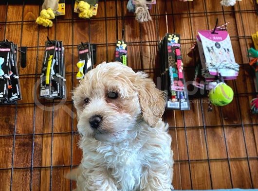 Tüy Dökmeyen Tatli Malti̇poo Yavrularimiz görsel