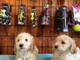 Tüy Dökmeyen Tatli Malti̇poo Yavrularimiz