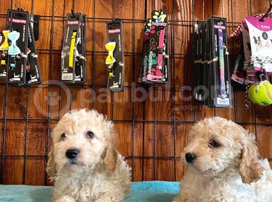 Tüy Dökmeyen Tatli Malti̇poo Yavrularimiz görsel