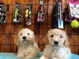 Tüy Dökmeyen Tatli Malti̇poo Yavrularimiz