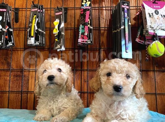Tüy Dökmeyen Tatli Malti̇poo Yavrularimiz görsel