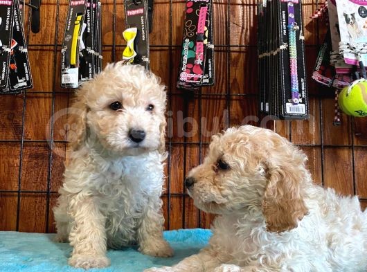 Tüy Dökmeyen Tatli Malti̇poo Yavrularimiz görsel