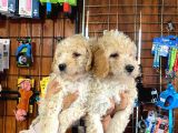 Tüy Dökmeyen Tatli Malti̇poo Yavrularimiz