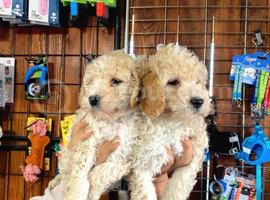 Tüy Dökmeyen Tatli Malti̇poo Yavrularimiz görsel