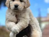 Whi̇te Golden Puppi̇es