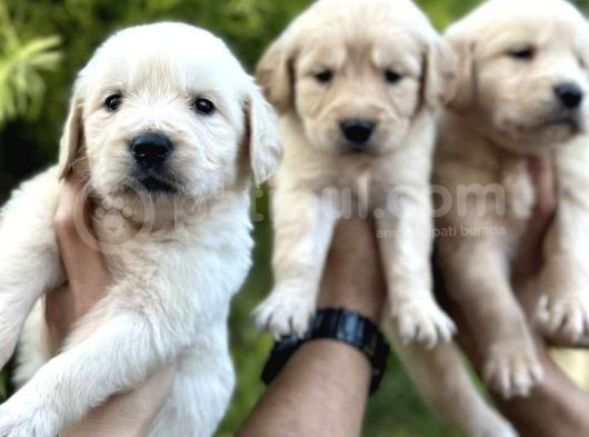 WHİTE GOLDEN PUPPİES
