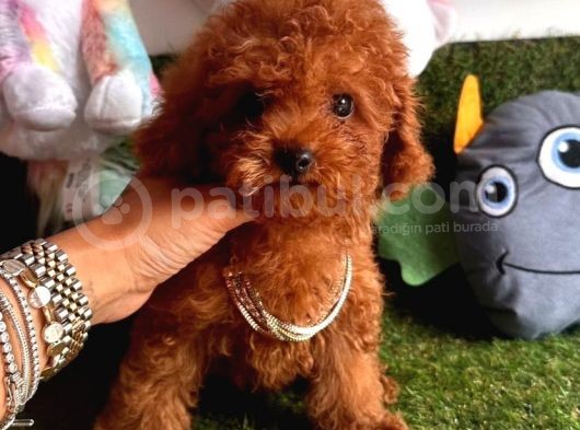 Süper Kore Kan  Toy Poodle Bebekler görsel