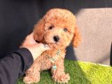 Süper Kore Kan  Toy Poodle Bebekler