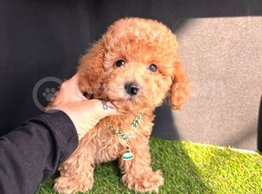 Süper Kore Kan  Toy Poodle Bebekler görsel
