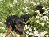 Resmi̇ Üreti̇m Çi̇ftli̇ği̇nden Doberman Yavrular