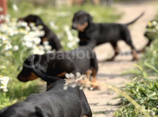 Resmi̇ Üreti̇m Çi̇ftli̇ği̇nden Doberman Yavrular görsel