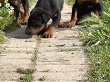 Resmi̇ Üreti̇m Çi̇ftli̇ği̇nden Doberman Yavrular