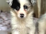 Border Collie Yavrular