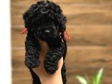 Ailelere Uygun Black Legend Puppy