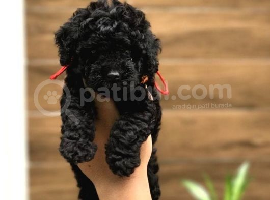 Ailelere Uygun Black Legend Puppy görsel