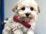 Maltipoo Yavruları Bursa Köpek Okulu