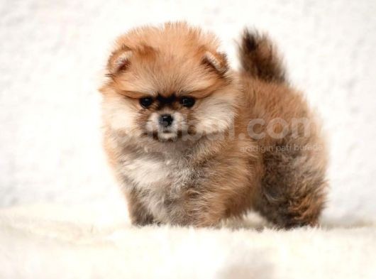 Pomerri̇an Boo Ayi Suratli 