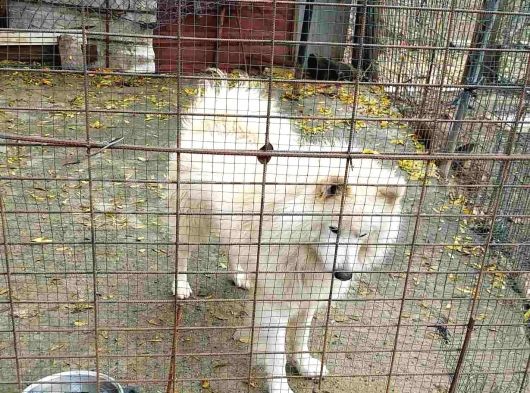 Çok Acil Samoyed görsel