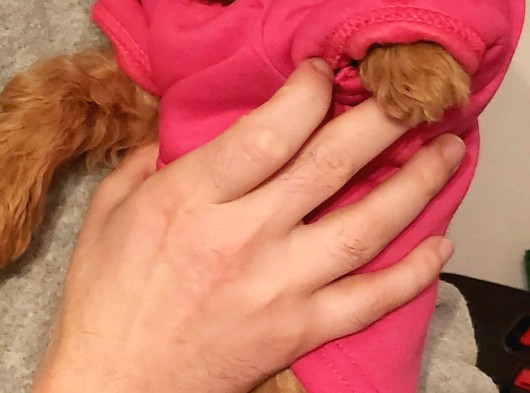 3 Aylık Dişi Maltipoo görsel