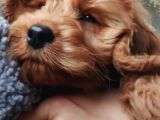 3 Aylık Dişi Maltipoo
