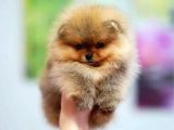 Pomerri̇an Boo Ayi Suratli 