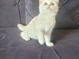 Full Secereli Golden Point British Shorthair Kızımız