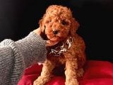 Uysal bir o kadar zeki toy poodle yavrular 