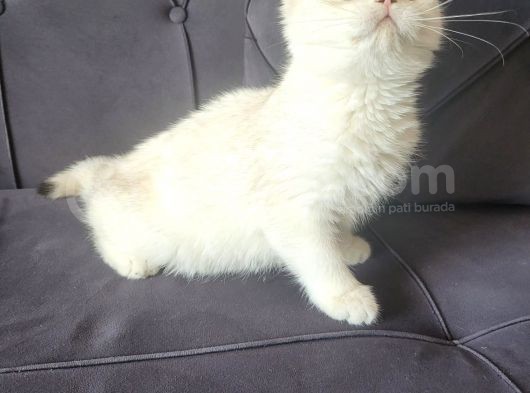 Full Secereli Golden Point British Shorthair Kızımız görsel