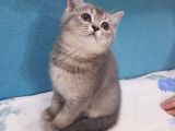 Golden Blue  Brıtısh Shorthair