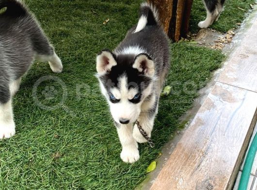1 Erkek 1 Dişi  Yavru Si̇bi̇rya Kurdu Safkan Husky 