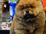 Chow chow bebekler