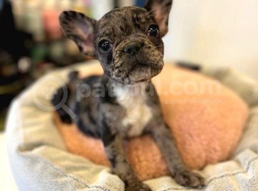 Merle French Bulldog