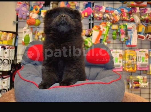 Siyah Chow Chow Yavrulari görsel