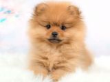 Pomerri̇an Boo Ayi Suratli 